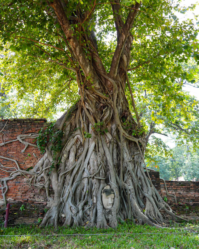 菩提樹の根に埋もれた仏頭
