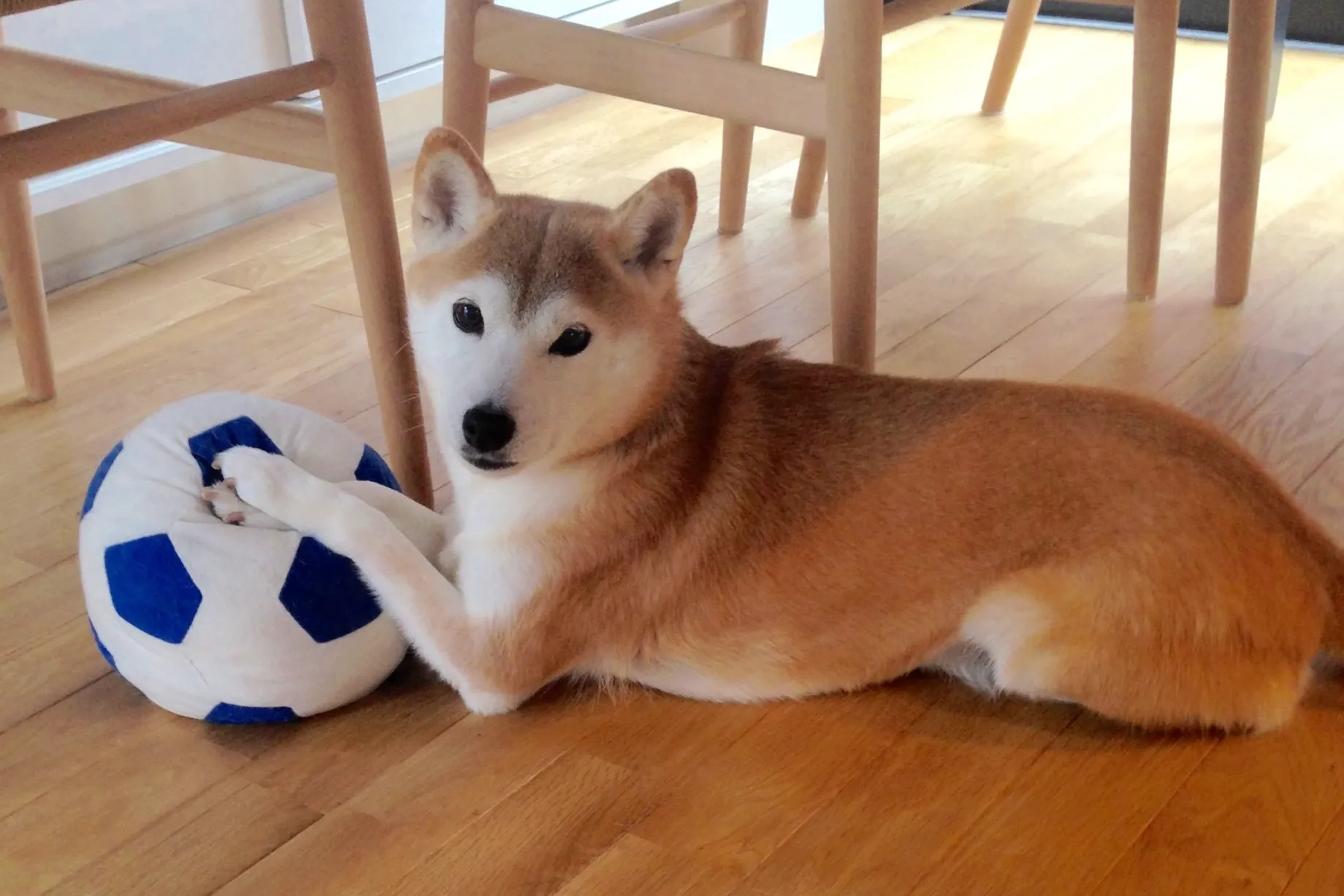 愛くるしい柴犬の木の葉